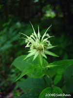Basil Bee Balm (thumbnail)