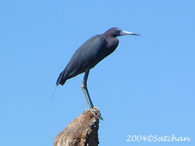Little Blue Heron 00