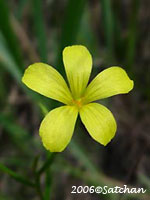 Grooved Yellow Flax (thumbnail)