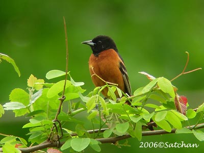 Orchard Oriole 01