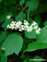 False Solomons Seal (thumbnail)