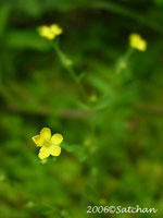 Virginia Yellow Flax (thumbnail)
