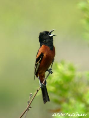 Orchard Oriole 03
