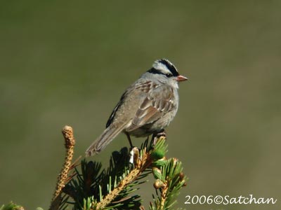 White-crowned Sparrow 02