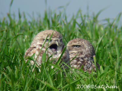 Burrowing Owl 02