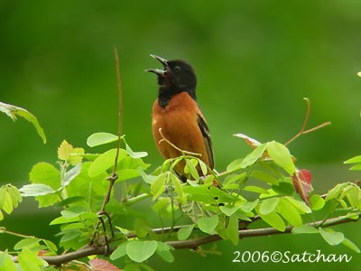 Orchar Oriole 02