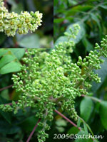 Winged Sumac (thumbnail)