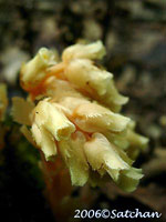 Pinesap (thumbnail)