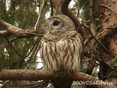 Barred Owl 02