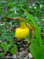 Yellow Ladys Slipper (thumbnail)