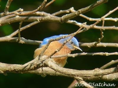 Eastern Bluebird 01