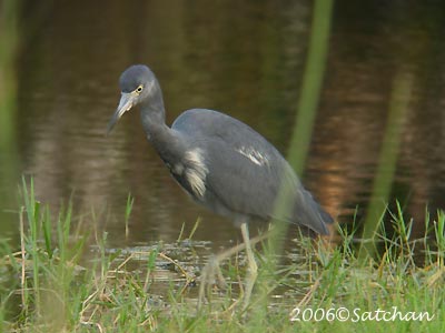 Little Blue Heron 04
