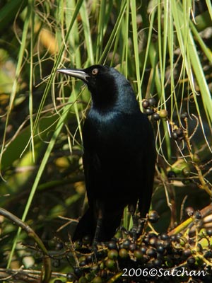 Boat-tailed Grackle 04