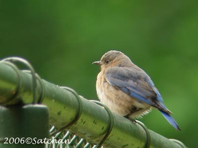 Eastern Bluebird 02