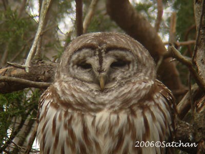 Barred Owl 03