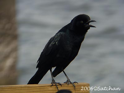 Boat-tailed Grackle 05