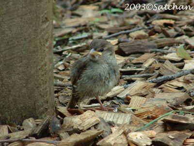 House Sparrow Imm 0<br />
House Sparrow Imm 01