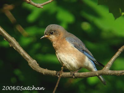 Eastern Bluebird 03