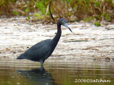 Little Blue Heron 05