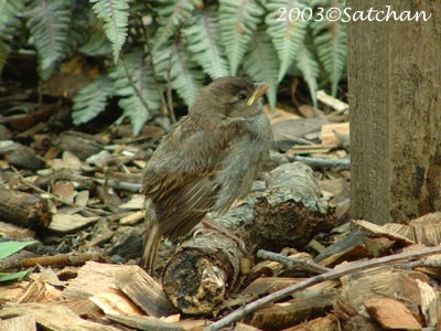 House Sparrow Imm 02