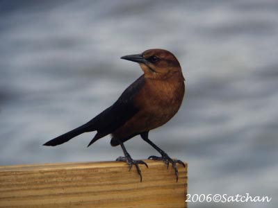 Boat-tailed Grackle 06