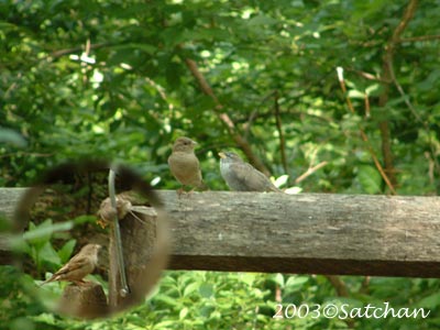 House Sparrow Imm 03