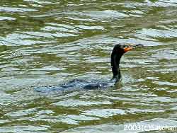 011-05 Double-crested Cormorant