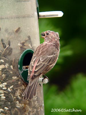 House Finch imm 03
