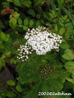 Yarrow