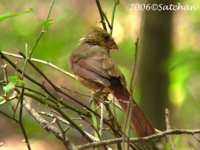 Northern Cardinal Imm01