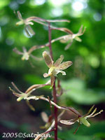 Cranefly Orchid (thumbnail)