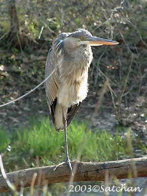 Great Blue Heron 20030406
