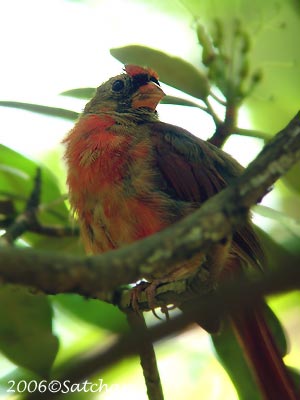 Northern Cardinal Imm02