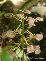 Lily-leaved Twayblade (thumbnail)