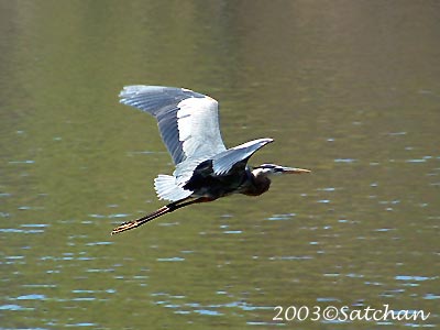 Great Blue Heron 20030428