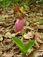 Pink Ladys Slipper (thumbnail)