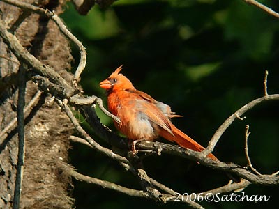 Northern Cardinal Imm03
