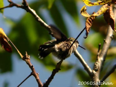 Ruby-throated Hummingbird 08