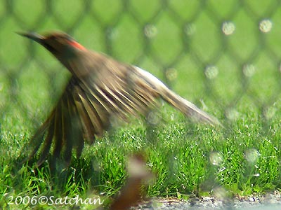 Northern Flicker 04