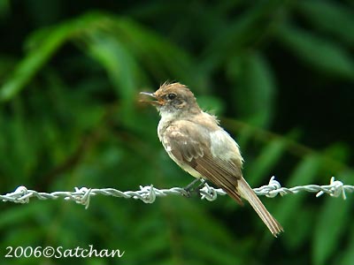 Eastern Phoebe imm 01