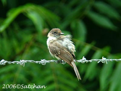 Eastern Phoebe imm 02