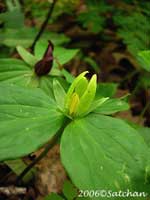 Toadshade yellow(thumbnail)