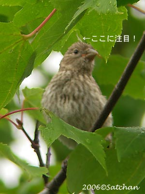 House Finch imm 06