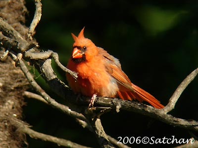 Northern Cardinal Imm04