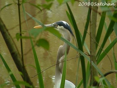 Great Blue Heron 20030511