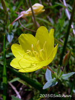 Southern Sundrops (thumbnail)