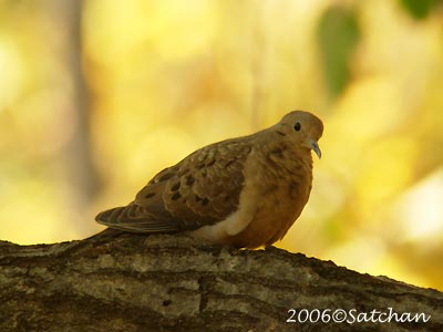 Mourning Dove 05