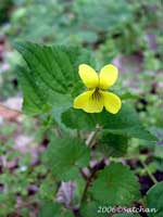 Downy Yellow Violet