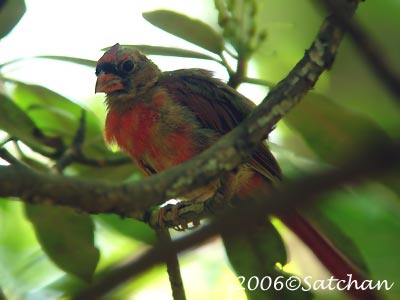 Northern Cardinal Imm05