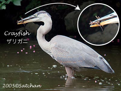 Great Blue Heron 20050725